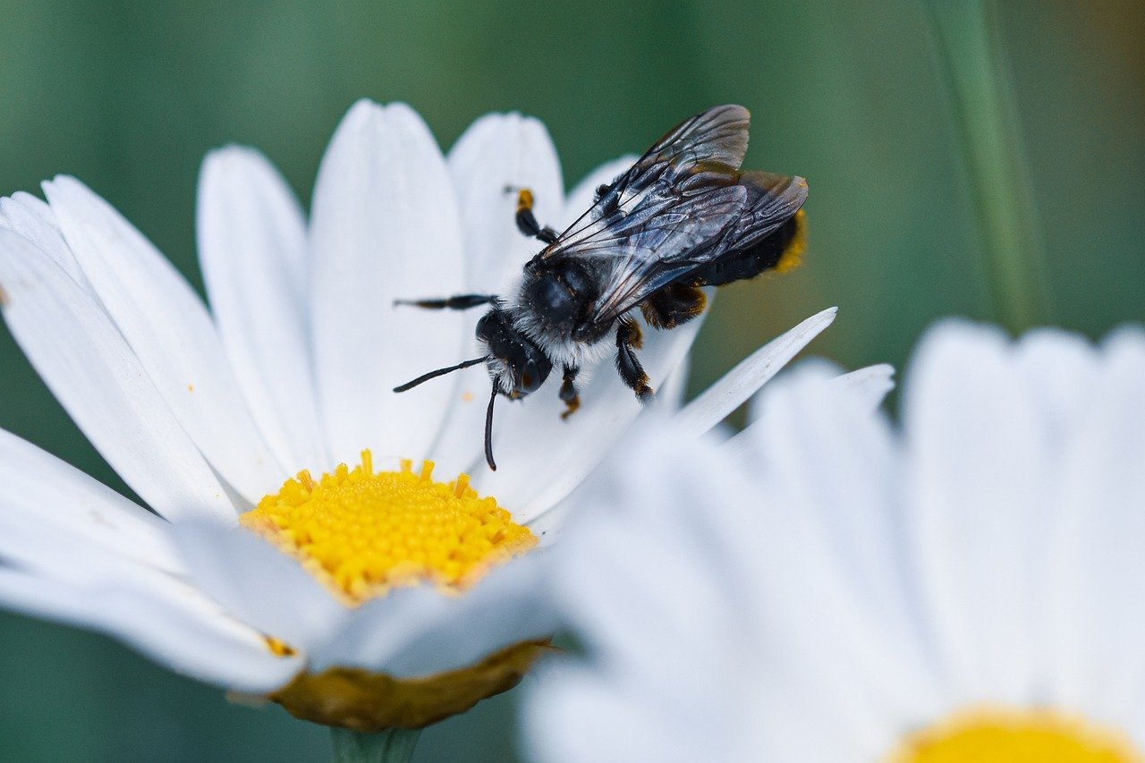 bee, insect, nature, macro, pollination, honey bee, wing, close up, world bee day, blossom, bloom, pollen, nectar, yellow-9728279.jpg